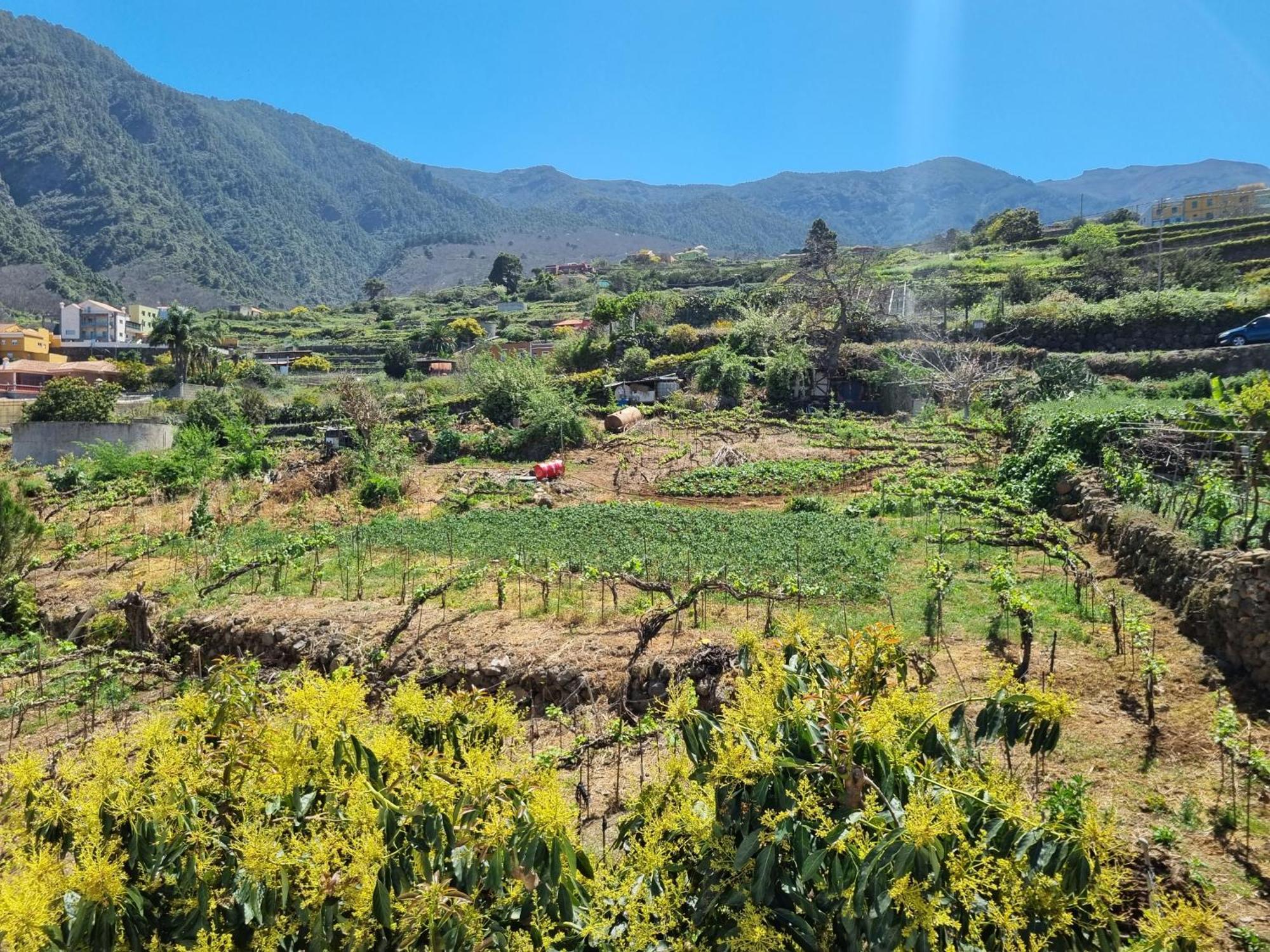 Vivienda Vacacional Ca Na Paula La Orotava Dış mekan fotoğraf